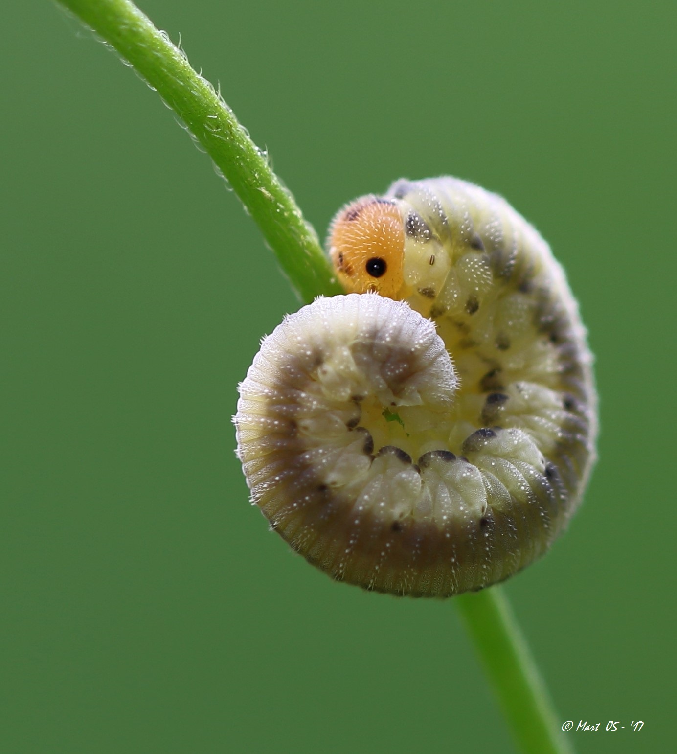 Waar is dit larfje van?